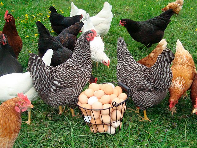 Содержание кур и уход за ними | ЗооТом - продажа, вязка и услуги для животных в Мурашах