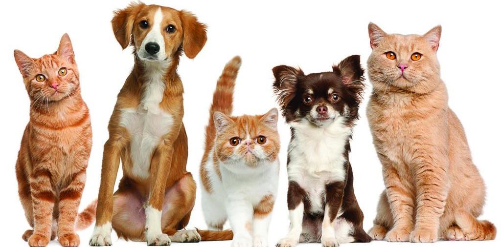 Доска объявлений о животных | ЗооТом - продажа, вязка и услуги для животных в Мурашах
