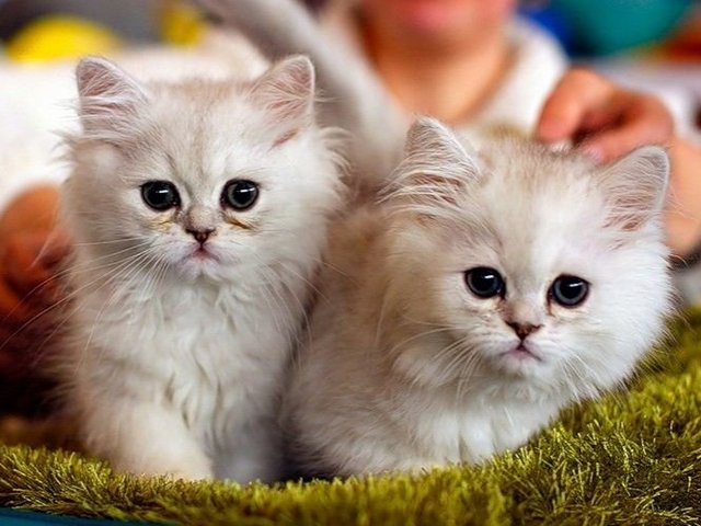 Породы кошек в Мурашах | ЗооТом портал о животных