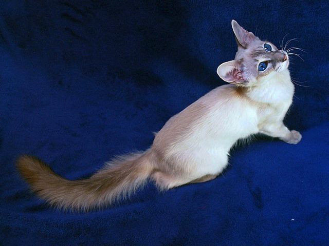 Выведенные породы кошек в Мурашах | ЗооТом портал о животных