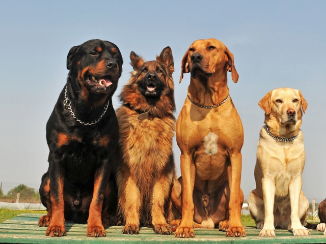 Крупные породы собак в Мурашах | ЗооТом портал о животных